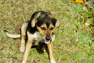 High angle portrait of dog on grass