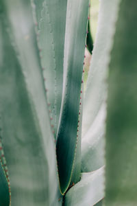Close-up of succulent plant