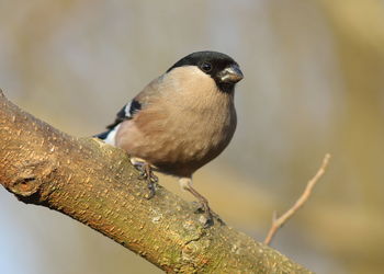 Close-up of bird perching on branch