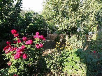 Pink flowering plants in garden