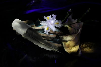 Close-up of purple flowering plant against black background