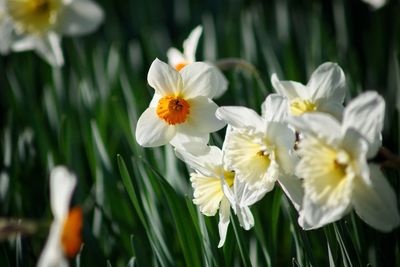 Close-up of white flowers blooming outdoors