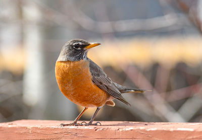 Close-up of bird perching on a railing