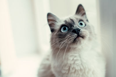 Portrait of a cat with blue eyes looking up. close-up