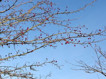 Low angle view of birds on branch against sky