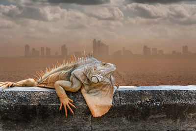 View of lizard on city against sky