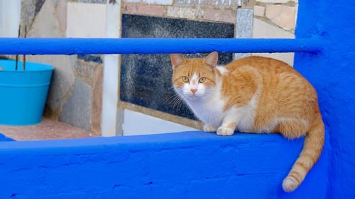Portrait of street cat sitting against blue wall
