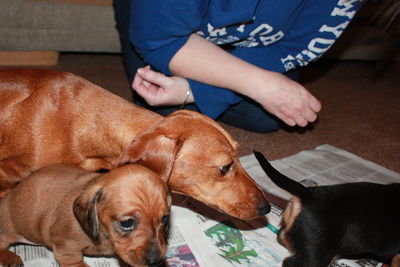 Low section of woman sitting puppy