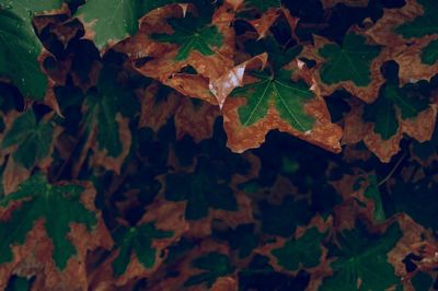 Close-up of autumnal leaves