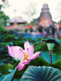 Close-up of pink lotus water lily