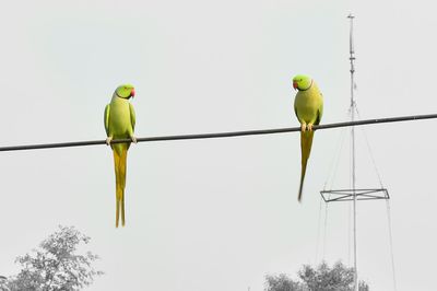 Low angle view of birds perching on cable