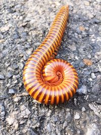 Close-up of curled up millipede on rock