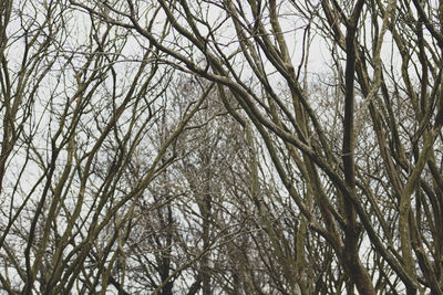 Low angle view of bare trees against sky