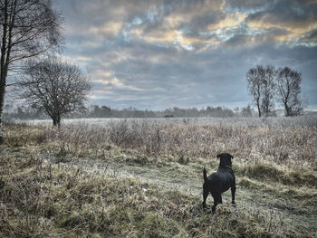 View of dog on field against sky