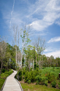 Road amidst bare trees against sky