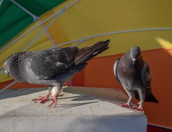 Close-up of birds perching on the wall