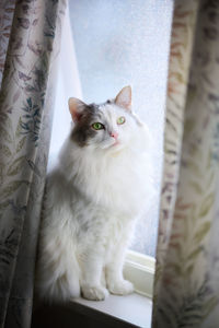 White cat sitting beside a window behind curtain looking at camera