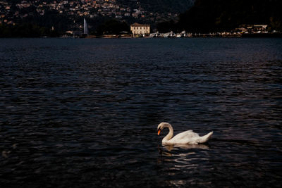 Swan swimming in lake