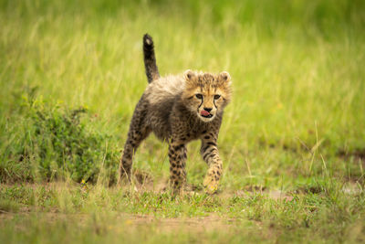 Cheetah cub crosses short grass raising paw