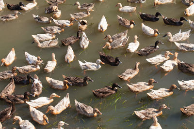 High angle view of ducks in lake