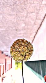 Close-up of flowers against blurred background