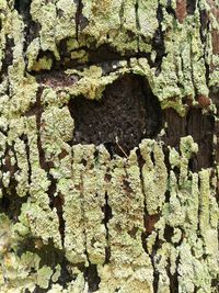 Full frame shot of old tree trunk