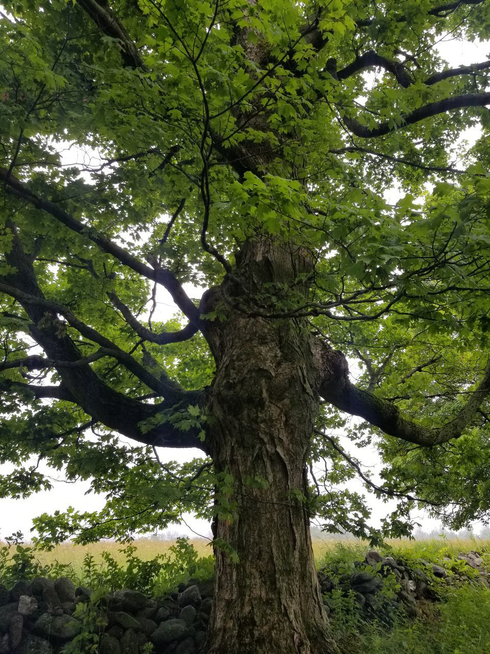 LOW ANGLE VIEW OF TREE TRUNK AGAINST SKY