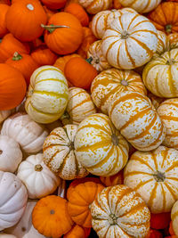 Yellow pumpkins, small size. halloween background.