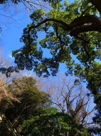 Low angle view of trees against blue sky