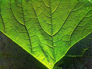 Close-up of wet leaf