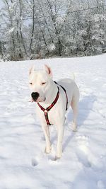 Dog in snow