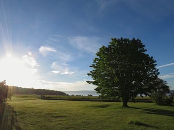 Tree on field against sky