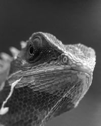 Close-up of lizard