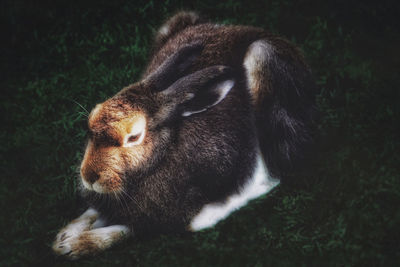 Close-up of a dog in the field