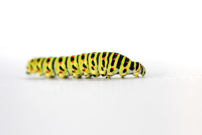 Close-up of butterfly on white background