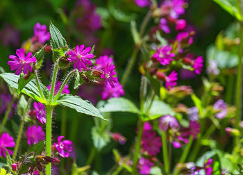 Close-up of pink flowering plants