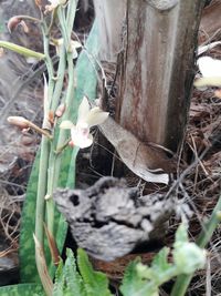 Close-up of snake on plant