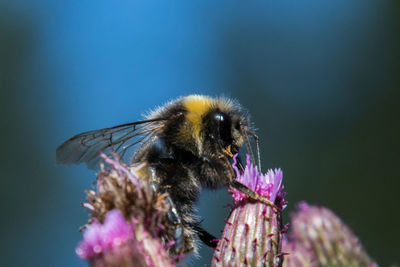 Close-up of bee pollinating on purple flower