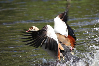 Close-up of duck in water