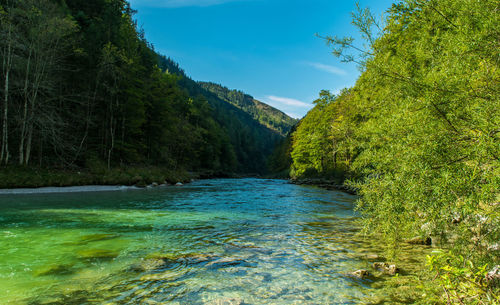 River amidst trees against blue sky