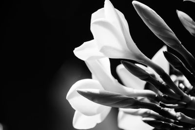 Close-up of white rose against black background