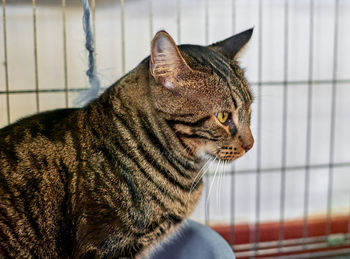 Close-up of a cat looking away