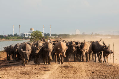 Buffaloes on dirt road against sky