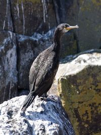 Close-up of bird perching on rock