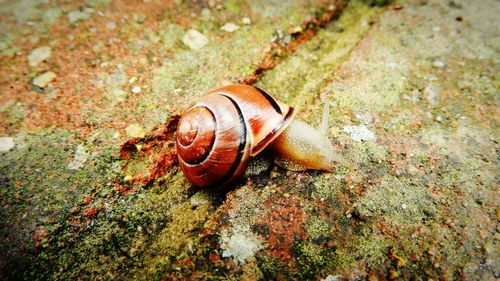 Close-up of snail