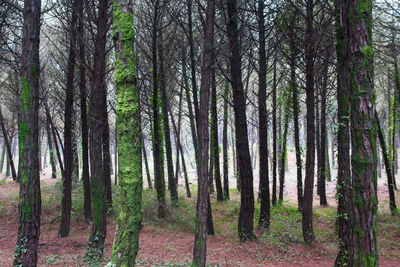 Trees in forest