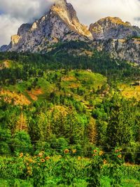 nature
