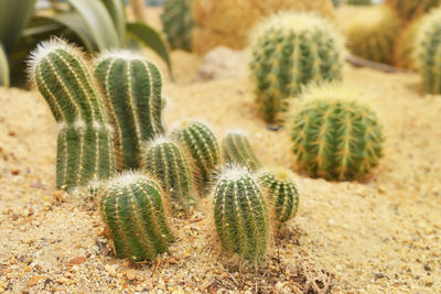 Close-up of cactus growing on field