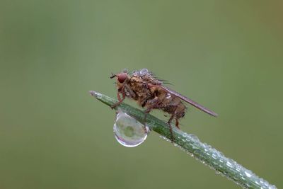 Close-up of insect on twig