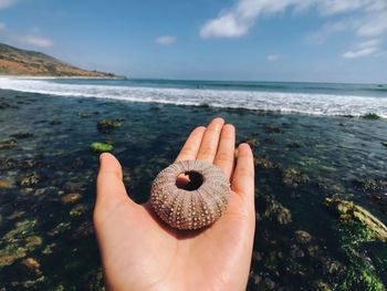Close-up of hand holding sea urchin at beach against sky